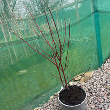 Load image into Gallery viewer, Red Dogwood palnt in winter
