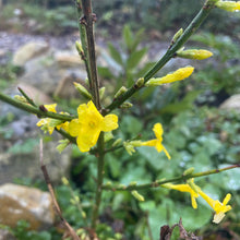 Load image into Gallery viewer, Jasminum Nudiflorum - Winter Jasmine 
