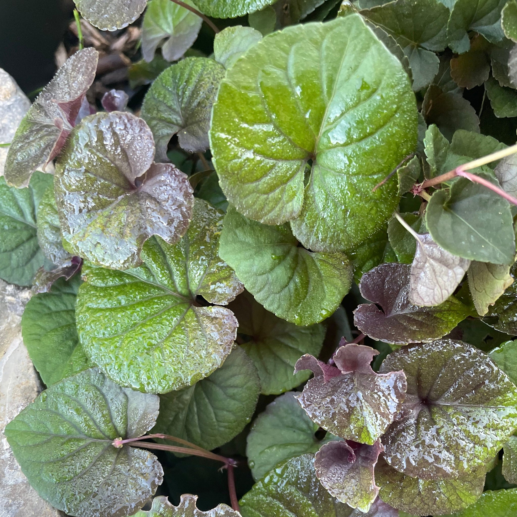 Viola Rivinian Viola Riviniana - Common Dog Violet 1.5 Litre Pot – Garden City Cymru