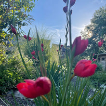 Load image into Gallery viewer, River lilly
