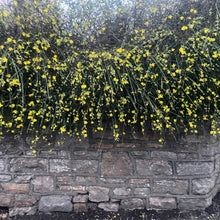 Load image into Gallery viewer, Jasminum Nudiflorum
