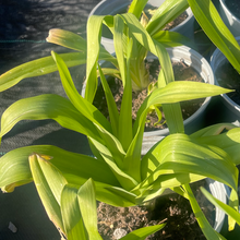 Load image into Gallery viewer, Daylily perennial flowering plant
