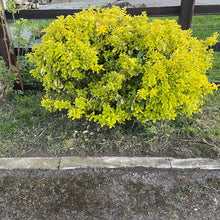 Load image into Gallery viewer, Euonymus Fortunei 'Emerald 'n' Gold' - Winter Creeper 1.5 Litre Pot

