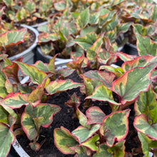 Load image into Gallery viewer, Variegated green and pink leaves plant
