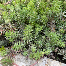 Load image into Gallery viewer, Petrosedum Rupestre - Stonecrop - Sedum Reflexum x 8 Pack Sedum Ground Cover Plant
