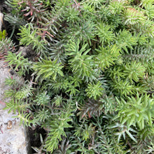 Load image into Gallery viewer, Evergreen Ground Cover Plant
