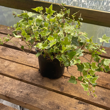 Load image into Gallery viewer, Hedera Algeriensis - Algerian Ivy  - Hedera Canariensis - Evergreen Climbing Plant 1.5 Litre Pot
