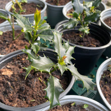 Load image into Gallery viewer, christmas holly plant
