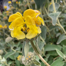 Load image into Gallery viewer, Phlomis Russelina - Turkish Sage Flower close up
