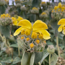 Load image into Gallery viewer, Phlomis Russelina - Turkish Sage flower
