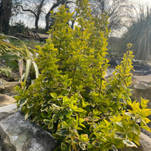 Load image into Gallery viewer, Euonymus Fortunei 'Emerald 'n' Gold' - Winter Creeper 
