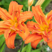 Load image into Gallery viewer, Hermercallis H. Fulva ‘Kwanso’, Kwanso Double Daylily
