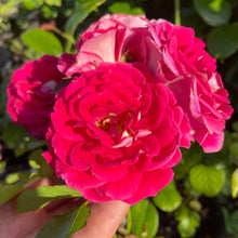 Load image into Gallery viewer, Rosa Heidetraum Plus Rose - Pink Flowering Rose Bush
