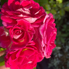 Load image into Gallery viewer, Rosa Heidetraum Plus Rose 
