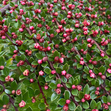 Load image into Gallery viewer, Cotoneaster Horizontalis  
