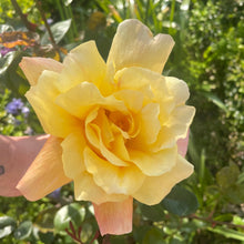 Load image into Gallery viewer, Split centred full rose
