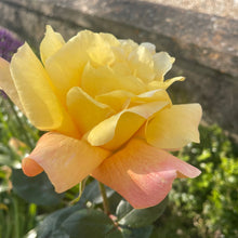 Load image into Gallery viewer, Piccadilly Rose  fragrant rose
