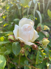 Load image into Gallery viewer, Claire Austin white Rambling Rose
