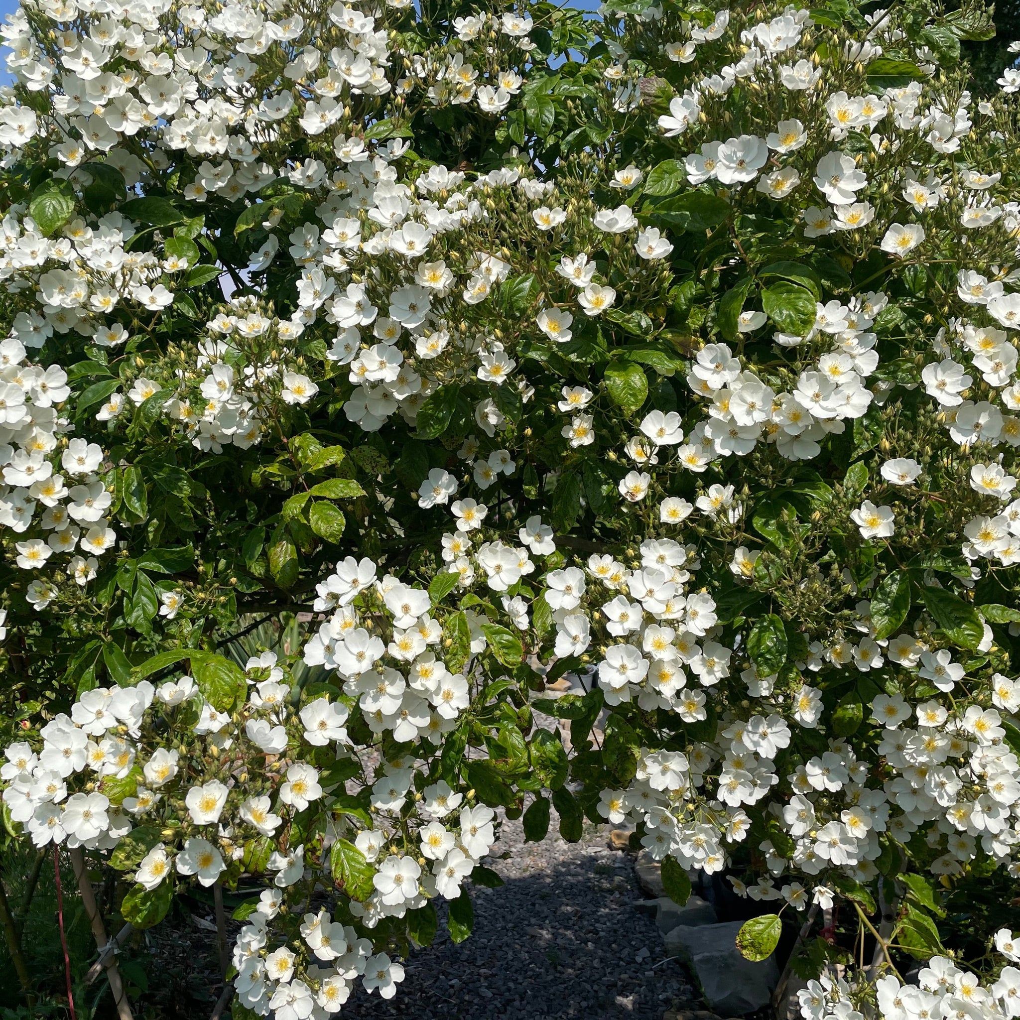 White Rambler Roses Rosa Multiflora - Multiflora Rambling Rose - Wild White Rose 3 Litre P ...