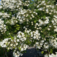 Load image into Gallery viewer, white rambling rose
