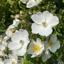 Load image into Gallery viewer, Multiflora Rambling Rose
