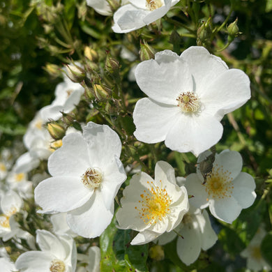 Multiflora Rambling Rose