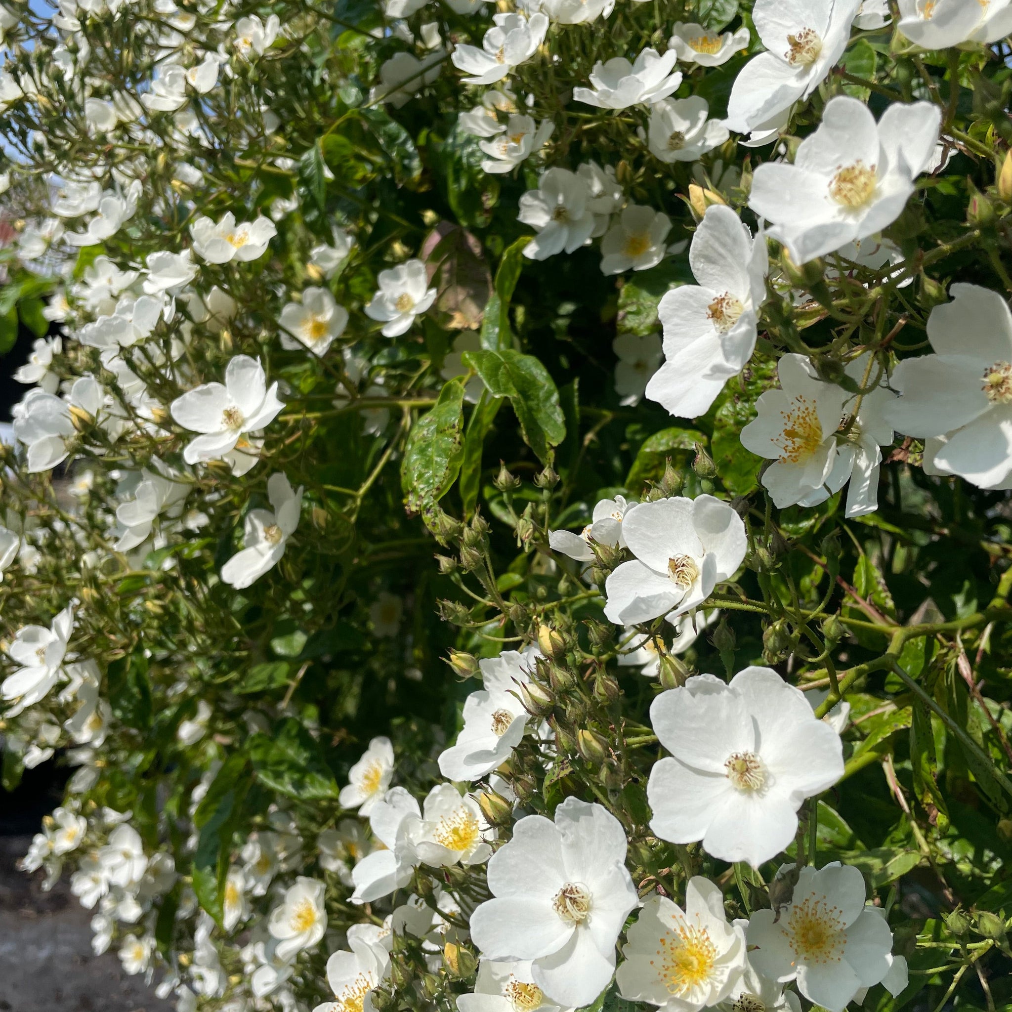 White Multiflora Rambler Rosa Multiflora - Multiflora Rambling Rose - Wild White Rose 3 Litre P ...