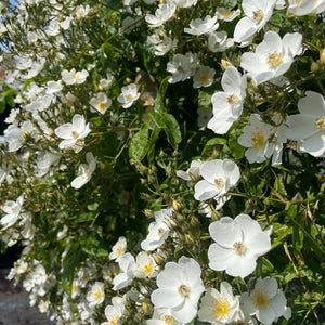 Multiflora Rambling Rose