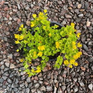 Lycimachia Nummalaria  - Creeping Jenny - Trailing plant - Ground cover plant