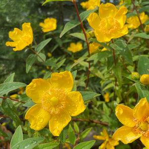 Hypericum Androsaemum - St John's Wort - Yellow flowering shrub