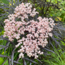 Load image into Gallery viewer, European Black Elderberry - Black Tree
