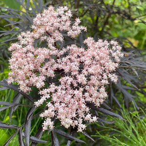 European Black Elderberry - Black Tree