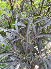 Load image into Gallery viewer, European Black Elderberry - Black Tree
