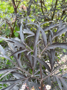 European Black Elderberry - Black Tree