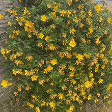 Load image into Gallery viewer, Hypericum Androsaemum - St John&#39;s Wort - yellow flowering shrub
