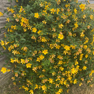 Hypericum Androsaemum - St John's Wort - yellow flowering shrub