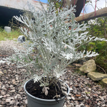 Load image into Gallery viewer, Cineraria Martimia Silver Dust - silver plant
