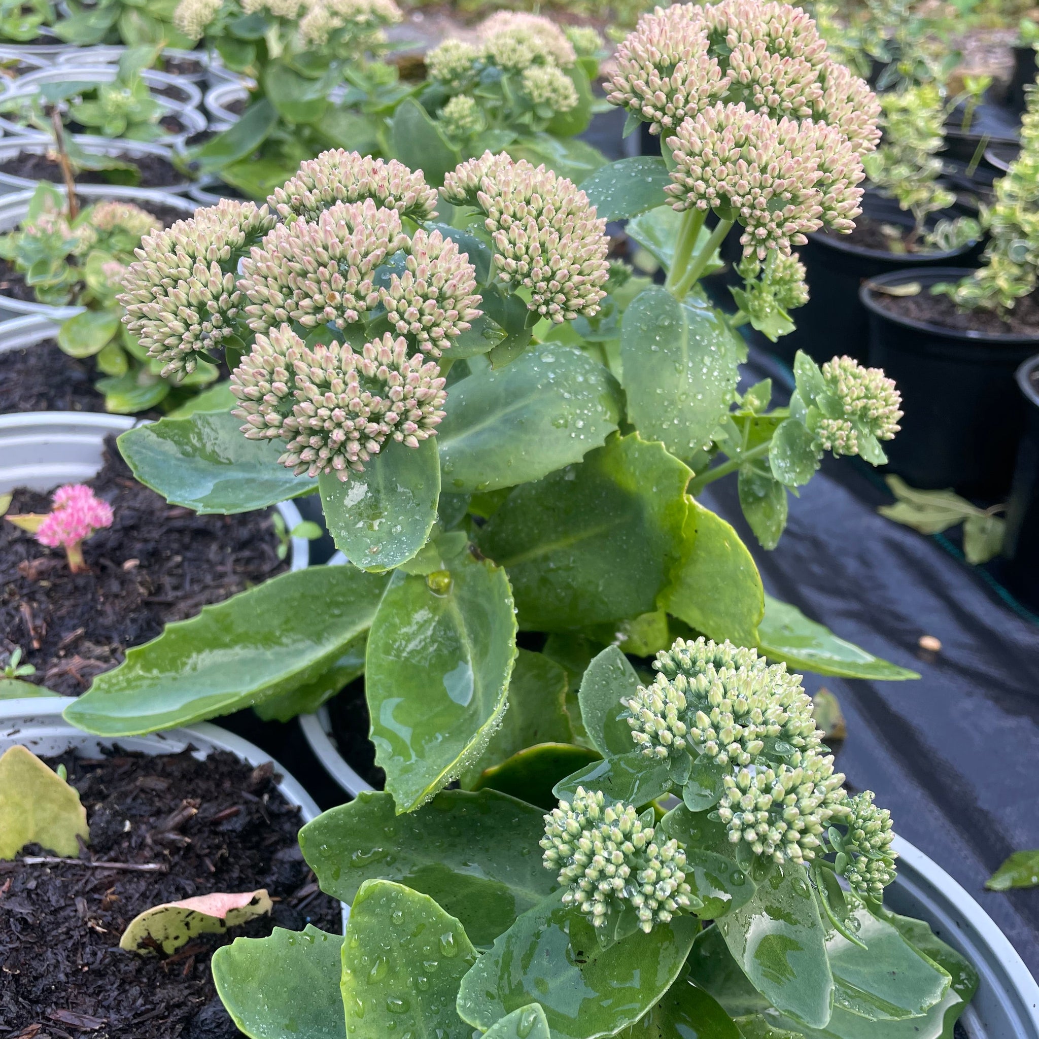 joy succulents Hylotelephium Spectabile