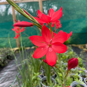 Hesperanthera Coccinea - River Lily