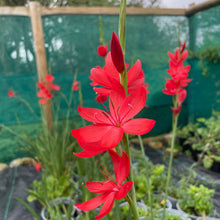 Load image into Gallery viewer, Hesperanthera Coccinea - River Lily
