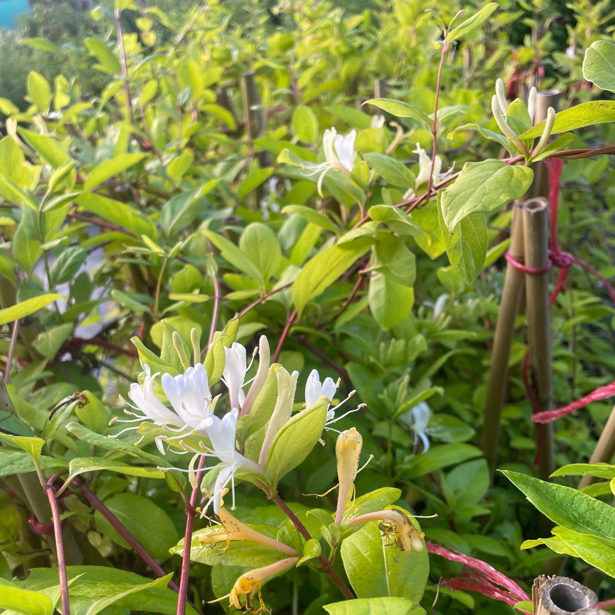 Lonicera Japonica var. Japonica- Japanese Honeysuckle 5 Litre Pot – Garden  City Cymru