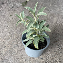 Load image into Gallery viewer, Phlomis Russelina Turkish sage plant
