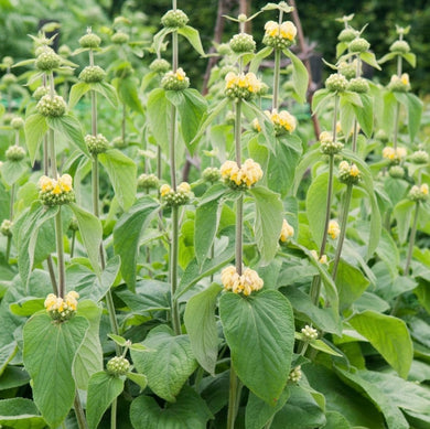 Phlomis Russelina