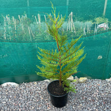 Load image into Gallery viewer, Evergreen hedging shrub
