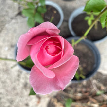 Load image into Gallery viewer, Rosa - Pima Ballerina - A Bright Pink Hybrid Tea Rose
