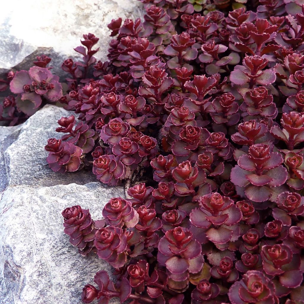 red flower succulent ground cover Red Carpet Stonecrop