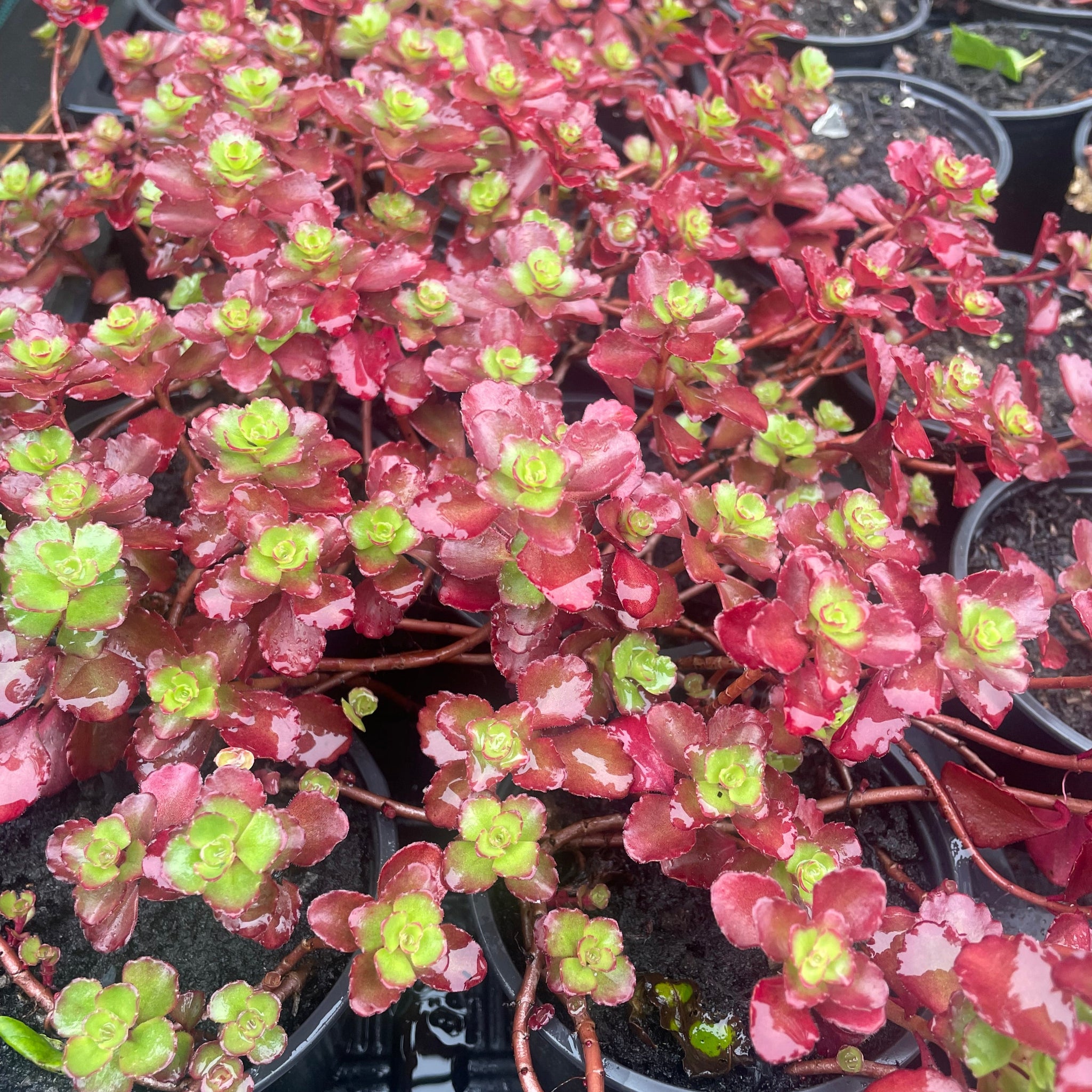 red succulent ground cover Red Carpet Stonecrop