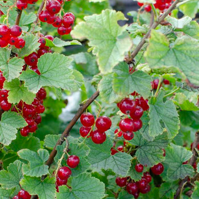 Redcurrent - Ribes Ruben 'Jonkheer van Tets'