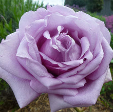 Load image into Gallery viewer, Rose Mainzer Fastnacht-Blue Moon - Climbing Rose
