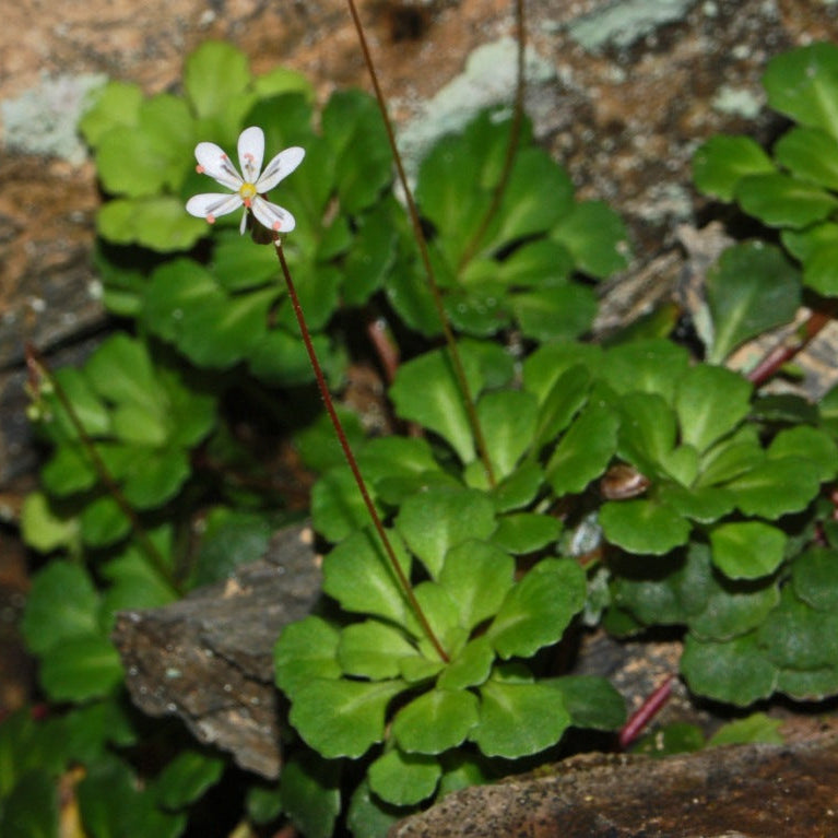 saxifraga succulent Saxifraga Cuneifolia Evergreen Succulent Ground Cover 1.5 Ltr Pot – Garden City Cymru